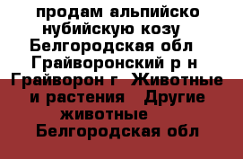 продам альпийско-нубийскую козу - Белгородская обл., Грайворонский р-н, Грайворон г. Животные и растения » Другие животные   . Белгородская обл.